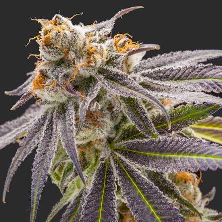 Get to Know Pot of Gold — Hashtag Cannabis