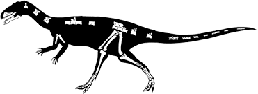 Ligabueino — ligabueino rango temporal: The Osteology Of Masiakasaurus Knopfleri A Small Abelisauroid Dinosauria Theropoda From The Late Cretaceous Of Madagascar