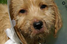 I got a text message a couple of months ago from an old family friend who was in a diagnosing puppy strangles can generally be done during a physical exam, and care must be taken to not confuse this condition with other fungal or. Auto Immune Disease In Dogs Genetic Correlation Puppy Strangles Rescue Dogs Product Reviews Lasik