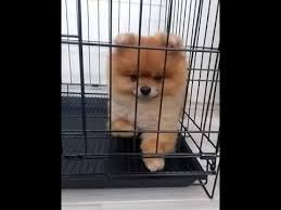 satilik pomaranian boo yavrular sale boo dog 05315674141 minimini patiler youtube