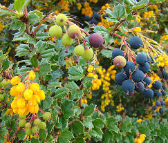 Image result for Berberis darwinii