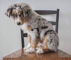 Adorable Blue Merle Aussie Australian Shepherd Puppy Melt Your Heart Cute Australian Shepherd Dogs Shepherd Puppies Australian Shepherd Blue Merle