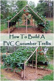 I had 6 cucumber plant growing on this and it didn't even flinch the cucumbers where huge. How To Build A Pvc Cucumber Trellis The Pvc Cucumber Trellis Is A Cool Way To Grow Your Cucumbers Pvc Is Quite Cheap Plants Garden Projects Seasonal Garden
