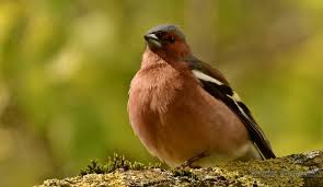 Auf den roten listen finden sich etwa der bluthänfling (linaria cannabina) in großbritannien oder der. Finkenarten 26 News Von Burgerreportern Zum Thema