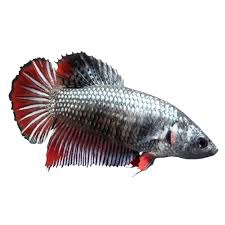 A healthy specimen that is ready to grab the chance to own this fancy jade green halfmoon female betta and a chance to start a new. Female Halfmoon Betta Fish Fish Goldfish Betta More Petsmart