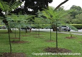 Image result for Schizolobium parahyba