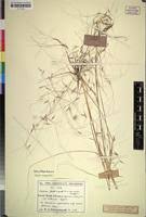 Image result for Aristida stipoides