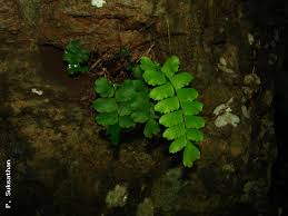 Image result for Adiantum soboliferum