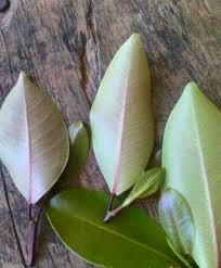 Kegunaan sebegini memberi manfaat yang banyak kepada kegunaan manusia. Beli Pohon Getah Merah Pohon Pohon Darah Getah Merah Facebook