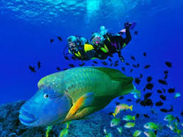 Kehidupan bawah laut tropis merupakan kajian yang menarik dan terus berkembang. Laut Merah Adalah Yang Termuda Paling Asin Terindah Dan Terkaya Kedalaman Laut Merah Dunia Bawah Laut Negara Koordinat Mengapa Laut Merah Disebut Merah
