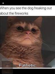 My Cat On 4th Of July Funny Cat Memes Internet Funny Funny Laugh