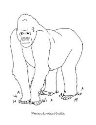 Check spelling or type a new query. Western Lowland Gorilla Coloring Page By Mama Draw It Tpt