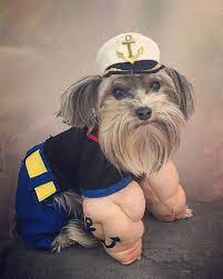I M Popeye The Sailor Man I M Popeye The Sailor Man I M Strong To The Finish Cause I Eats Me Spinach I Popeye The Sailor Man Sailor Man Dog