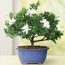 Check spelling or type a new query. Gardenia Small Bonsai Tree Costco