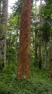 Image result for Pericopsis