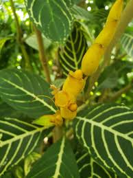 Image result for Sanchezia