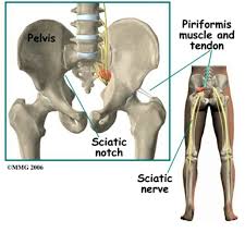 Pin On Anatomy Rocks