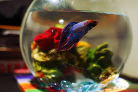 A Warning About Distilled Water And Betta Fish Fish Care