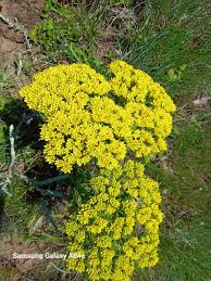 Image result for Crassula vaginata