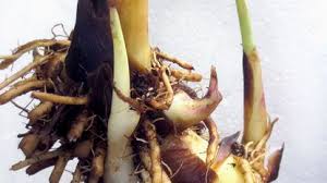 How to grow canna lilies. How Do I Store Canna Tubers For The Winter The Morning Call