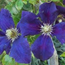 Awarded the gold medal at the plantarium 2005 arboricultural trade fair. Clematis Viticella Polish Spirit