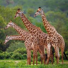 Animalcutest Animalfunny Animalwild Animalnature Animalbaby Animaladorable Animalmemes Animalrare Animalbeau Giraffe Pictures Giraffe Wildlife Animals