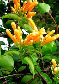 Image result for Pyrostegia