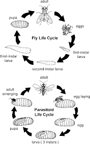 What is the goal of integrated pest management? Biological Control As Part Of Integrated Pest Management Chapter 19 Natural Enemies