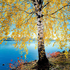 Birch Trees In Fall Yet Another Birch Tree With Images Birch Trees Landscaping Tree Photography Nature Photography