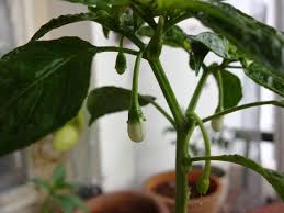 Sili was founded in 1854 by sigmund lindner. How To Grow Chillies At Home 4 Steps Instructables