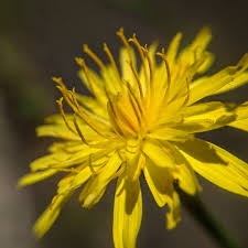 Image result for Hypochaeris radicata