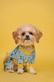 Please visit craigslist from a modern browser. Craigslist Austin Pets Pet Grotto