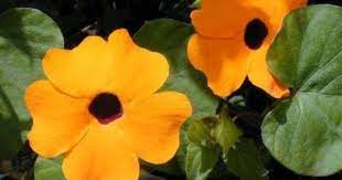 Thunbergia A Beautiful Flower That Climbs I Grow It Every Year Black Eyed Susan Vine Black Eyed Susan Types Of Flowers