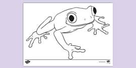 Amphibian for kids and adults fee to print. Amphibian Colouring Page Primary Resources Teacher Made