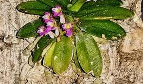 Image result for Schoenoxiphium