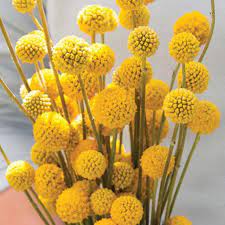 Check spelling or type a new query. Craspedia Globosa Billy Buttons 25 Seeds Everlasting Great Dried Flower Also Known As Drum Dried Flowers Flower Care Flower Seeds