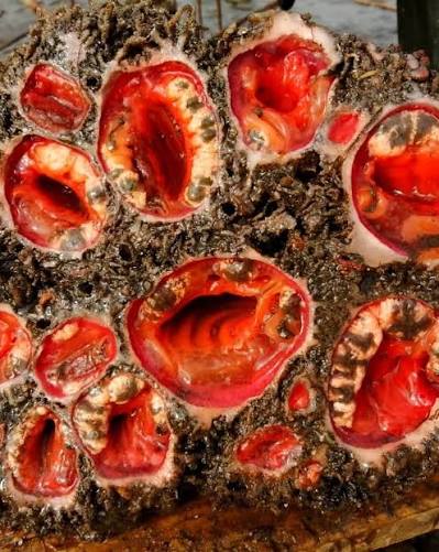 Pyura chilensis 📍 Chile 🇨🇱 ⭐️ 3.8 Often referred to as the living rock, pyura  chilensis - or simply piure in Spanish - is a marine invertebrate found in  shallow waters off