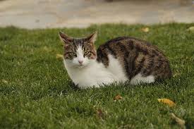 539 hits 6 tanda tanda kucing nak beranak untuk yang pertama kali membela kucing lagi lagi kucing betina semestinya menjadi masalah pada korang nak handle bila sampai masa nak beranak kucing ambil masa 62 ke 65 hari. Ciri Ciri Kucing Hamil Dan Akan Melahirkan Tingkah Lakunya Berubah Semua Halaman Kids