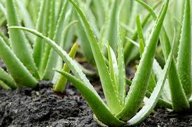 Image result for Aloe mossurilensis