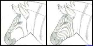 Drawing video showing how to draw a zebra face, easy step by step drawing tutorial. How To Draw A Zebra Draw A Realistic Zebra Step By Step Safari Animals Animals Free Online Drawing Tutorial Added By Zebra Drawing Zebras Guided Drawing