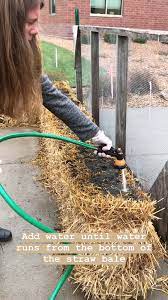 Straw Bale Garden Video Video In 2020 Straw Bale Gardening Hay Garden Hay Bale Gardening