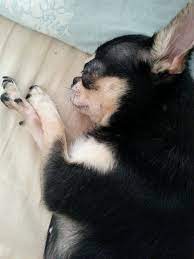 my puppy layka fotograf