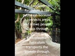 Zoo rating is a measure of how well you are doing. Zoo Cell Analogy 2 Youtube