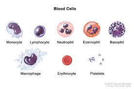 1146:*the imposter* black be sus. Definition Of Red Blood Cell Nci Dictionary Of Cancer Terms National Cancer Institute