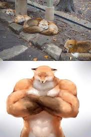 The Fox Says Quot Eat More Protein Quot Really Funny Memes Funny Animal Memes Animal Memes
