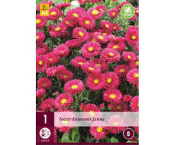 Image result for Asters `Jenny