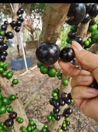 Nho Thân Gỗ Tứ Quý Trái To - Hoàng Long Garden - Giống cây trồng cây ăn trái