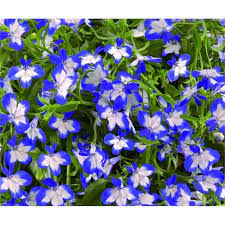 lobelia superstar cicek