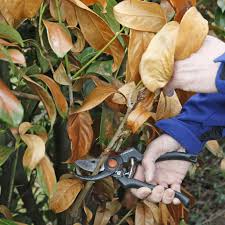 April/mai kann der lorbeer wieder ins freie gebracht werden; Kirschlorbeer Schneiden Wann Und Wie Wird S Gemacht Mein Schoner Garten