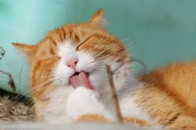 Cats having stomatitis often have bad breath (halitosis). Signs Your Cat May Have Dental Pain